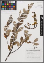Foto von Salix cantabrica Rech. f.